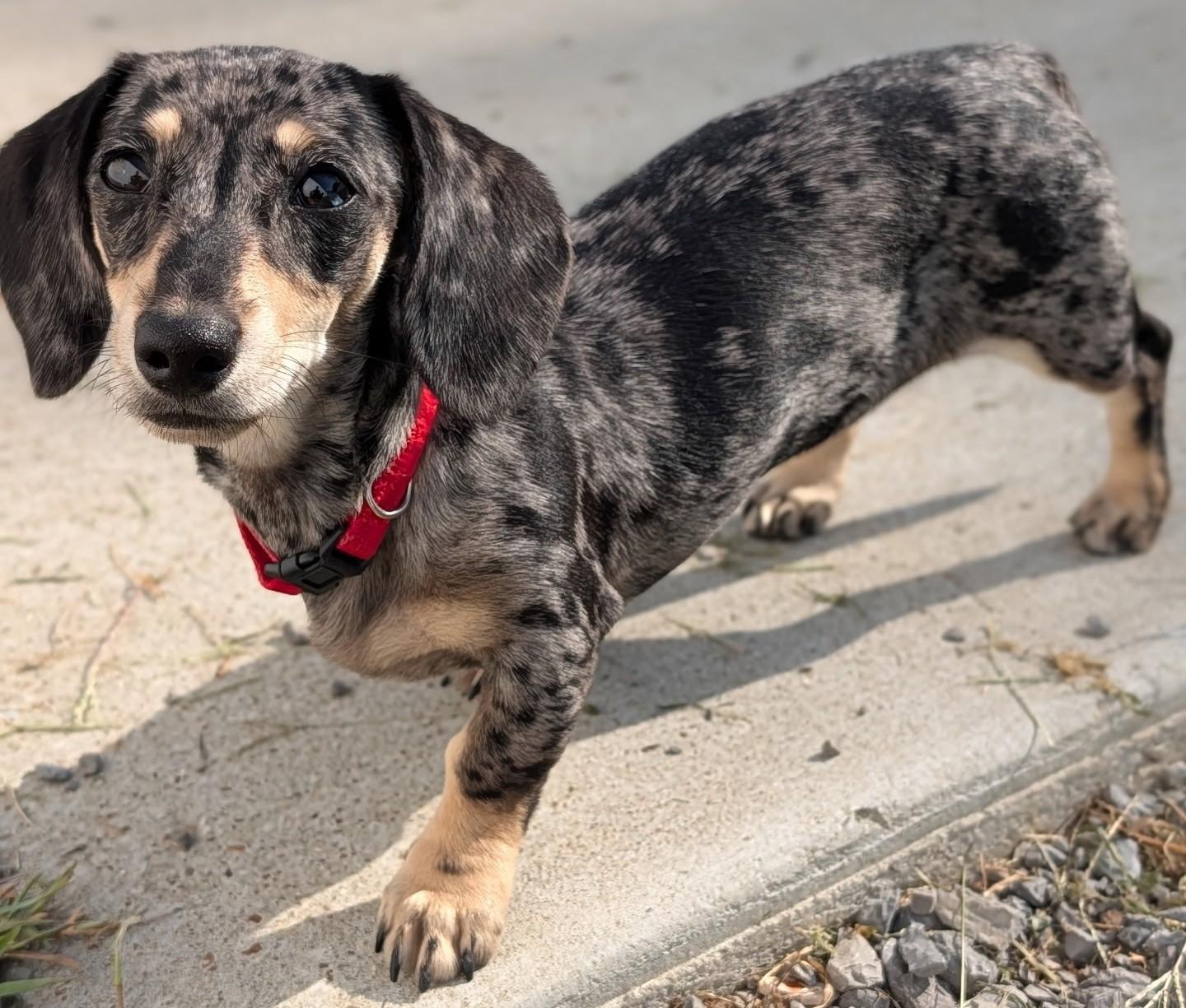 Enlarge Gigi in TN, a Adopted Dachshund in Shelbyville, TN image 5/6