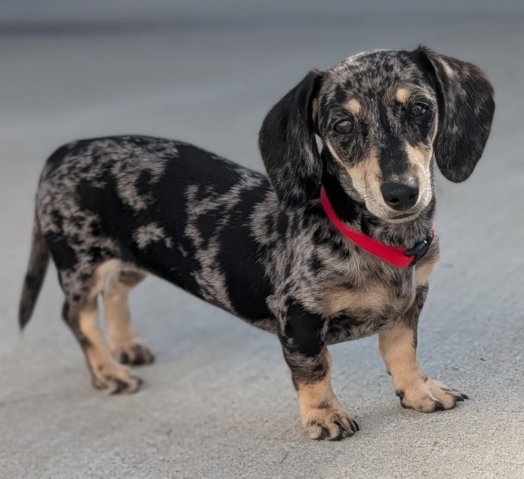 Enlarge Gigi in TN, a Adopted Dachshund in Shelbyville, TN image 2/6
