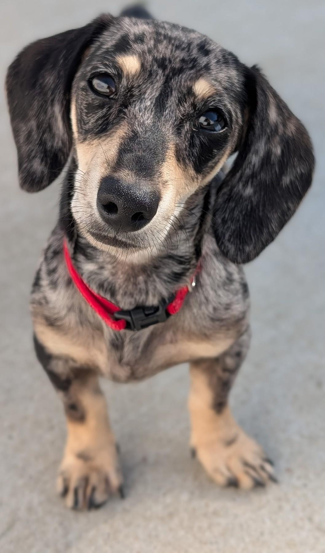 Enlarge Gigi in TN, a Adopted Dachshund in Shelbyville, TN image 6/6