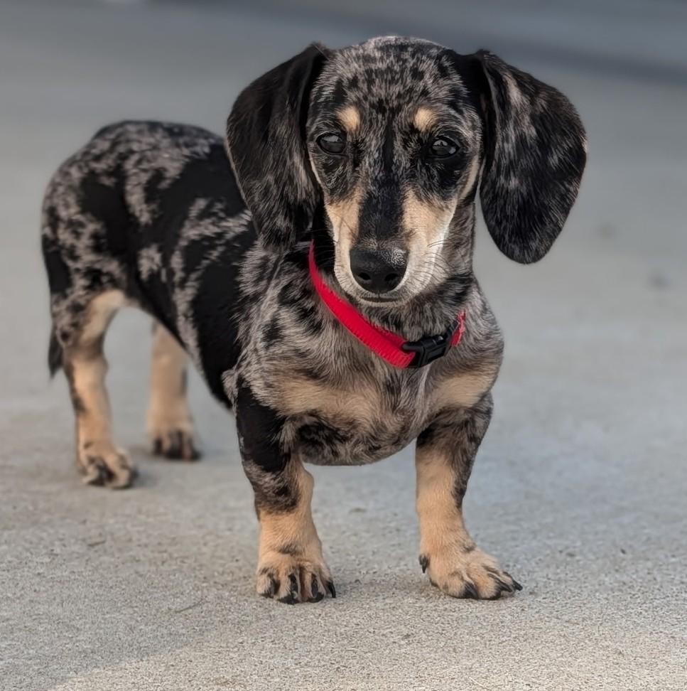 Enlarge Gigi in TN, a Adopted Dachshund in Shelbyville, TN image 4/6
