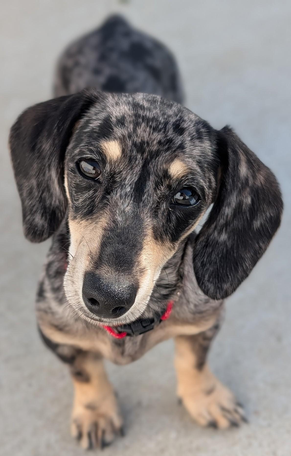 Enlarge Gigi in TN, a Adopted Dachshund in Shelbyville, TN image 1/6