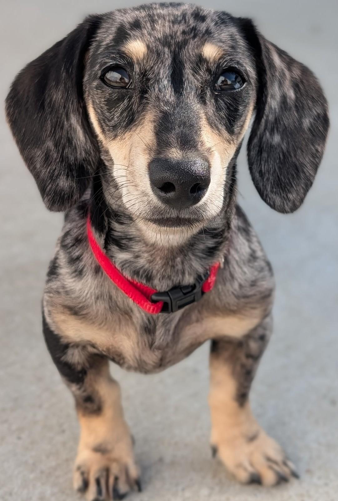 Enlarge Gigi in TN, a Adopted Dachshund in Shelbyville, TN image 3/6