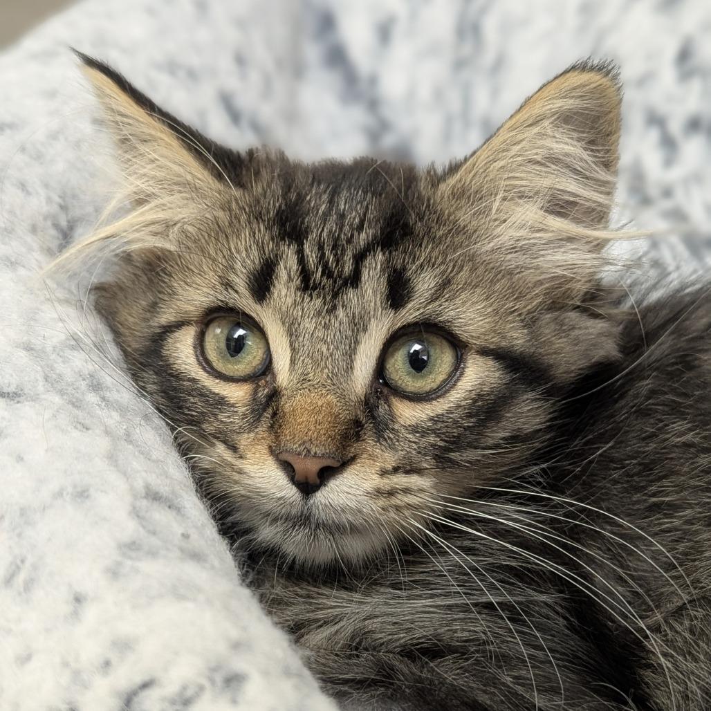 Rye, a ADOPTABLE Domestic Long Hair in Fenton, MI image 2/2