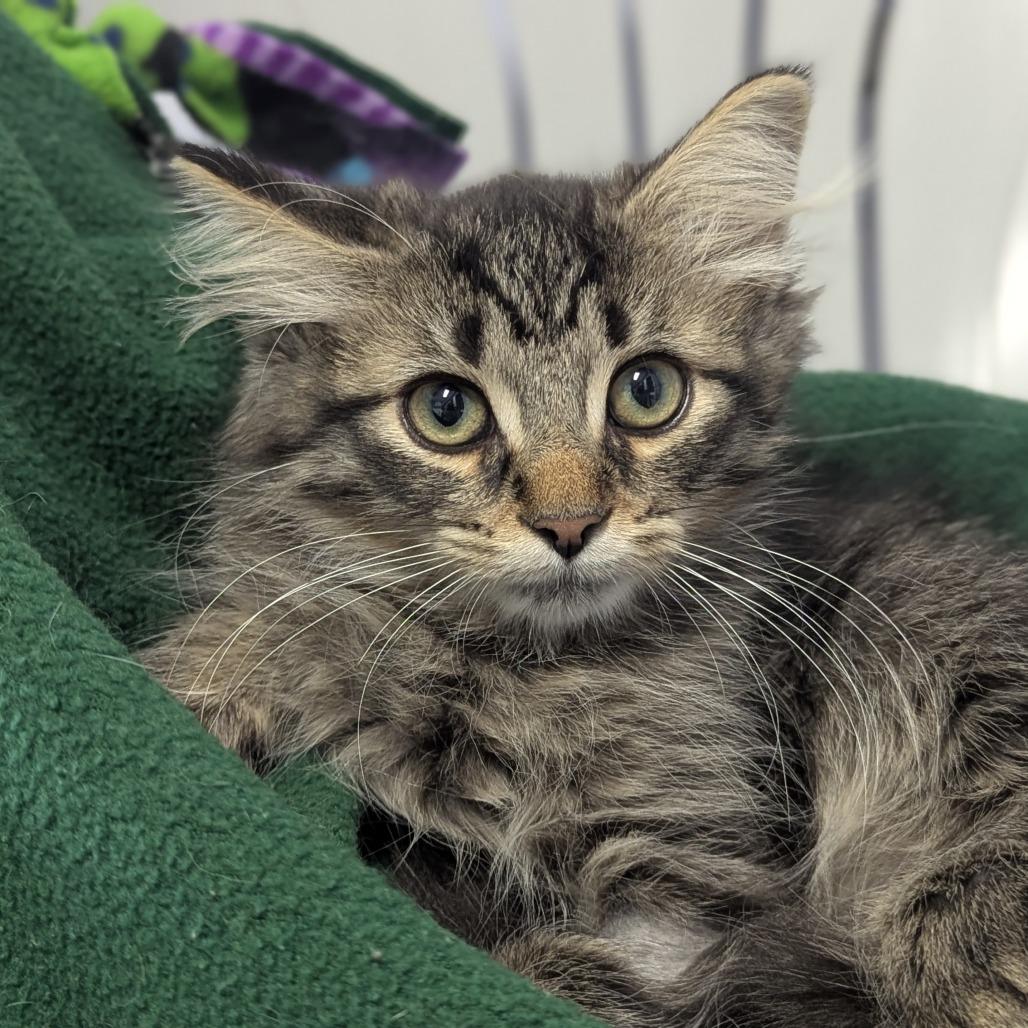 Rye, a ADOPTABLE Domestic Long Hair in Fenton, MI image 1/2