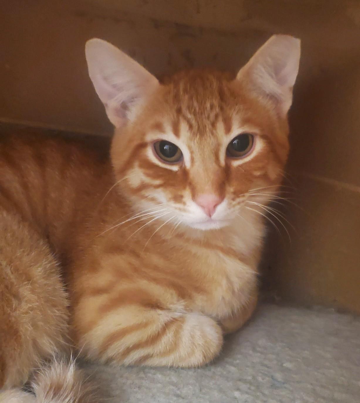 Jethro, Adoptable, Young Male Domestic Short Hair.