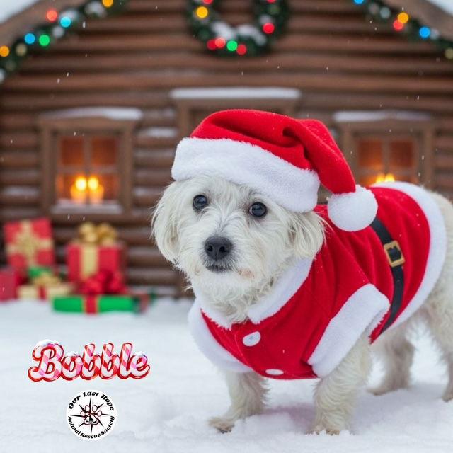 Bobble, Adoptable, Adult Male Terrier.