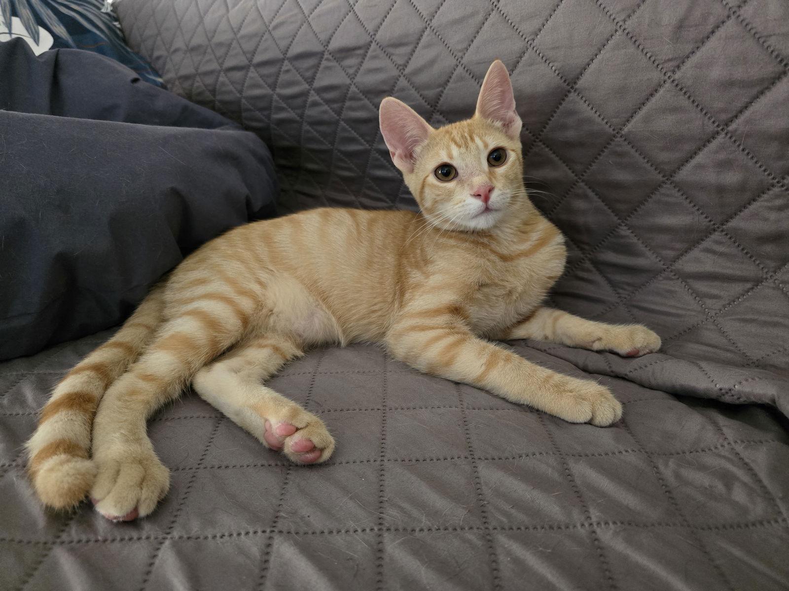 Theodore, Adopted, Kitten Male Domestic Short Hair.