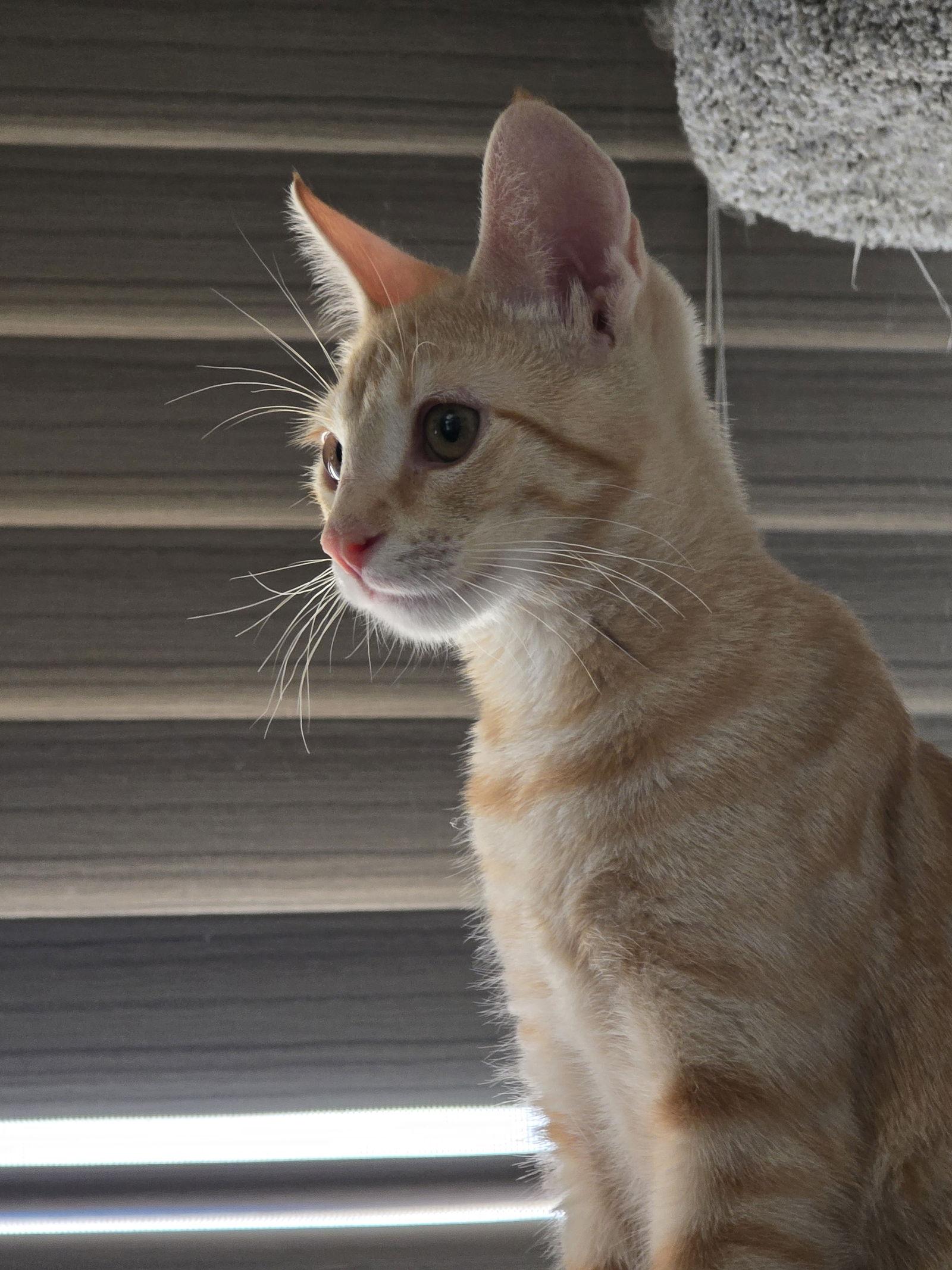 Enlarge Theodore, a Adopted Domestic Short Hair in Glendale, AZ image 2/2