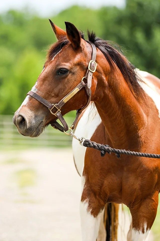Snickers, a Adoptable mixed breed in Nicholasville, KY image 1/4