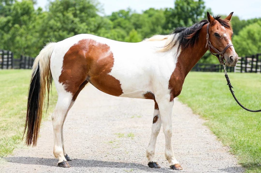 Snickers, a Adoptable mixed breed in Nicholasville, KY image 2/4