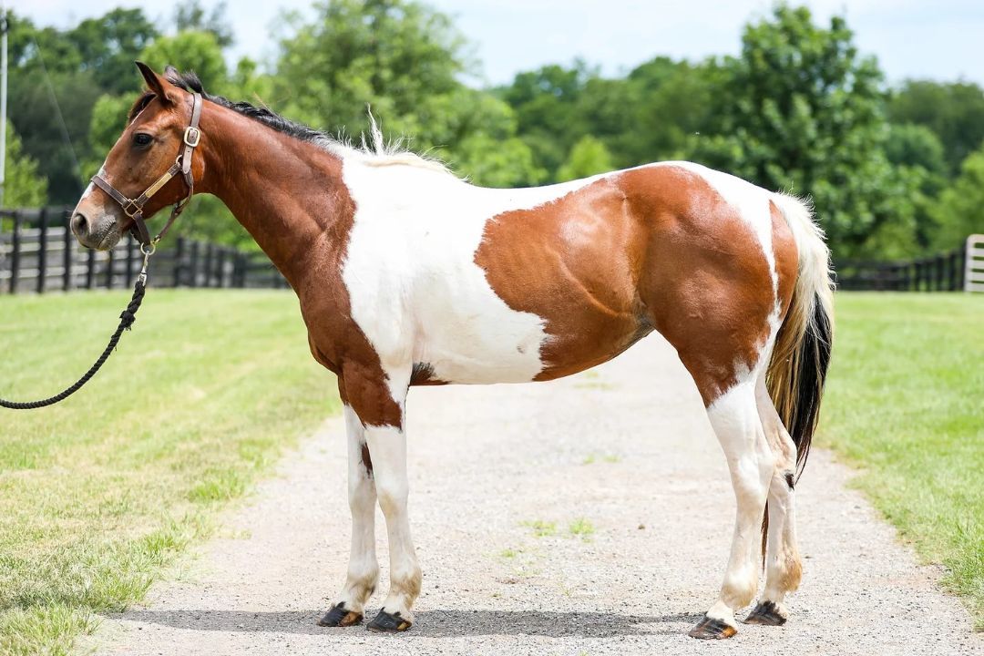 Snickers, a Adoptable mixed breed in Nicholasville, KY image 3/4