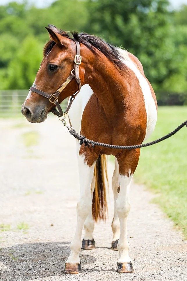 Snickers, a Adoptable mixed breed in Nicholasville, KY image 4/4