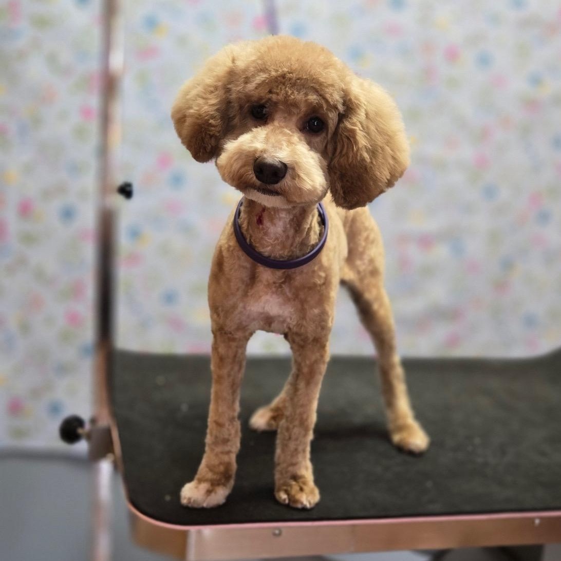 FRANKO, ADOPTABLE, Puppy Male Miniature Poodle.