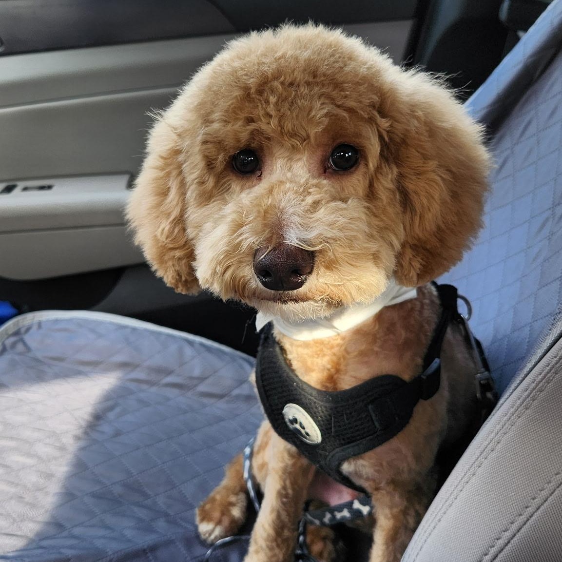 Enlarge FRANKO, a ADOPTABLE mixed breed in Schnecksville, PA image 2/2