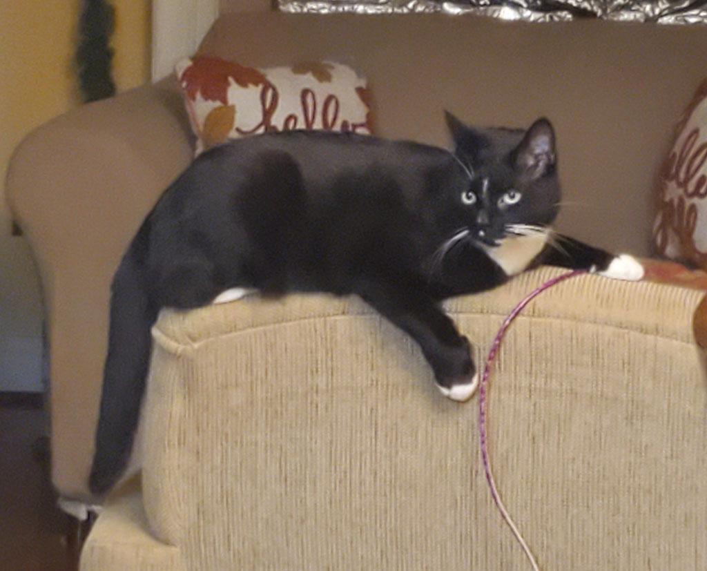 Jacques, a Adoptable Domestic Short Hair in Bowie, MD image 2/4