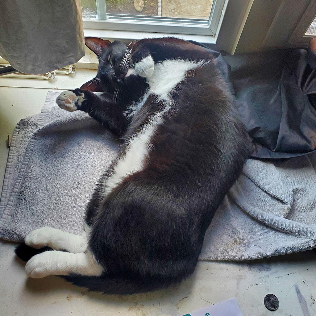 Jacques, a Adoptable Domestic Short Hair in Bowie, MD image 3/4