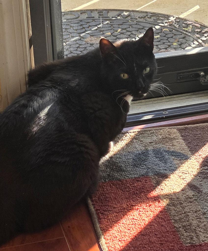 Jacques, a Adoptable Domestic Short Hair in Bowie, MD image 1/4