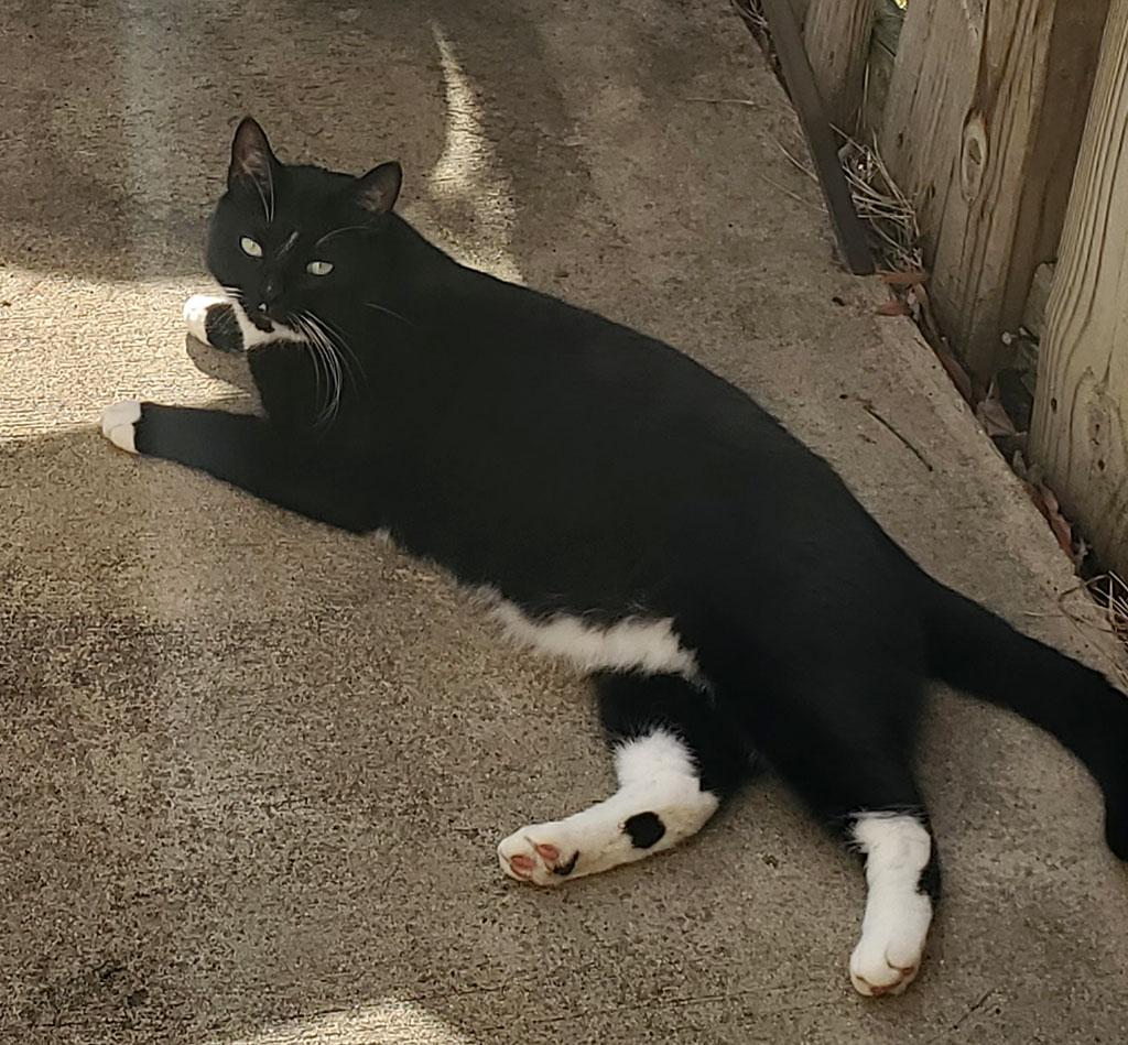Jacques, a Adoptable Domestic Short Hair in Bowie, MD image 4/4