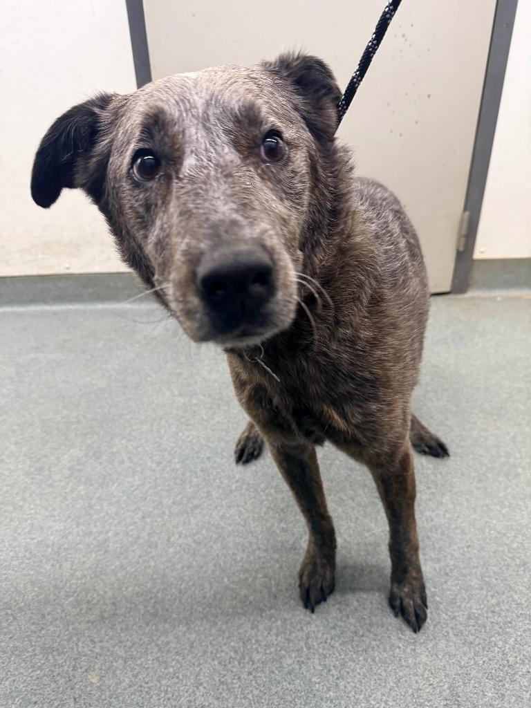 Iroh, Adoptable, Puppy Male Australian Cattle Dog / Blue Heeler.