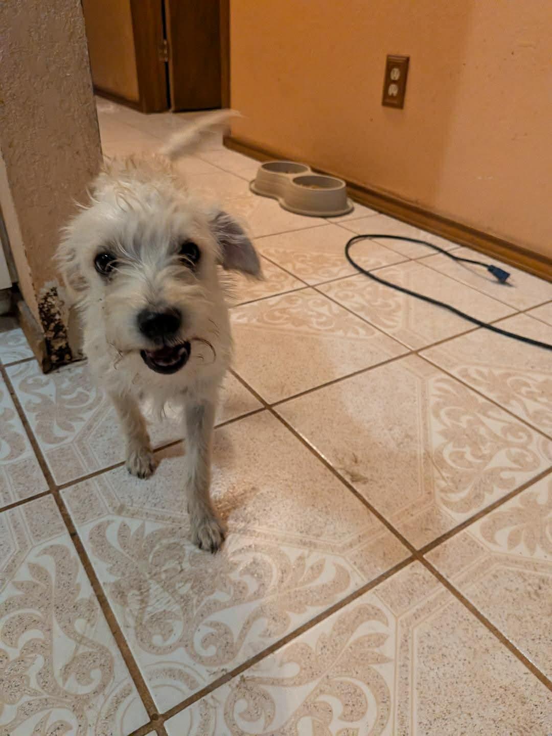 Enlarge Tofu ( Coming May 8th), a Adoptable mixed breed in Warrenton, VA image 1/2