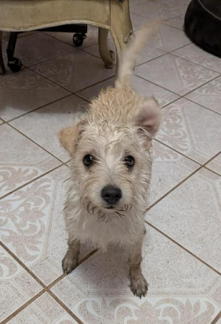 Enlarge Tofu ( Coming May 8th), a Adoptable mixed breed in Warrenton, VA image 2/2