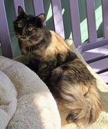 Enlarge Mantis, an adopted mixed breed in Eagle, CO image 5/5