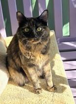 Enlarge Mantis, an adopted mixed breed in Eagle, CO image 4/5