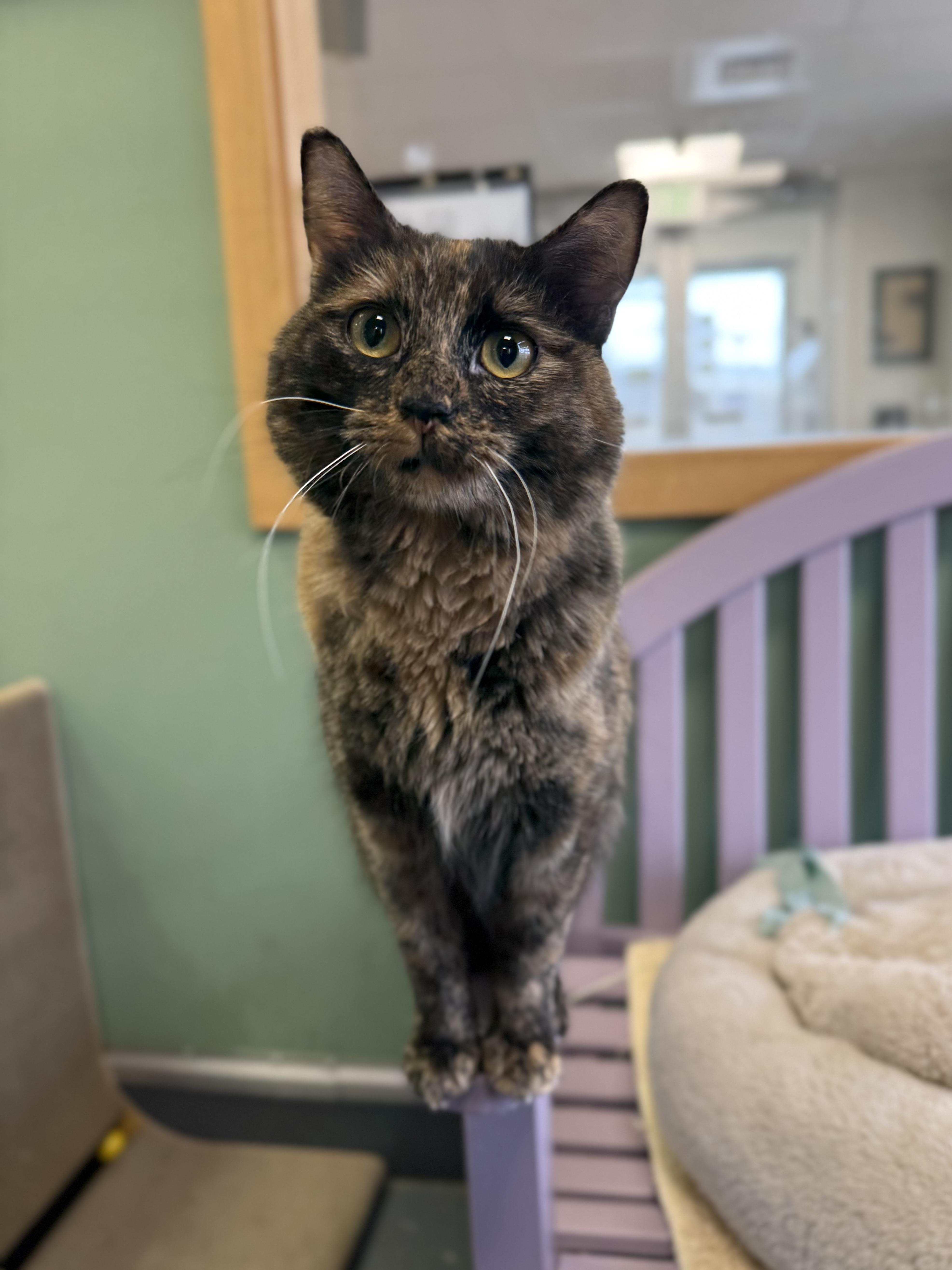 Enlarge Mantis, an adopted mixed breed in Eagle, CO image 1/5