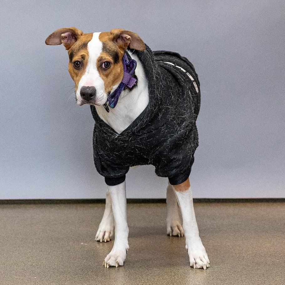 Enlarge Hope, a Adoptable Mixed Breed in Council Bluffs, IA image 1/3