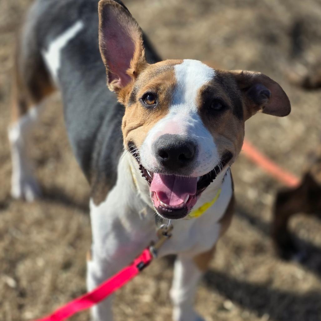 Enlarge Hope, a Adoptable Mixed Breed in Council Bluffs, IA image 2/3