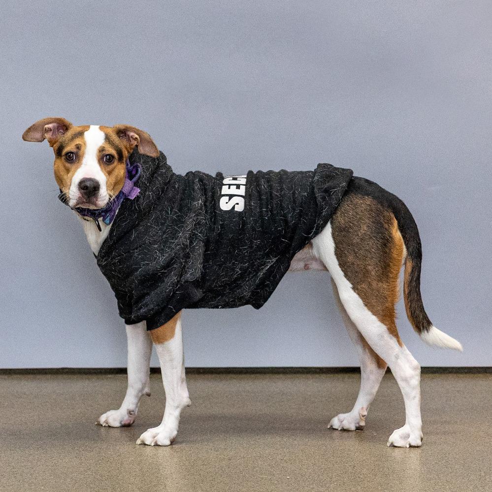 Enlarge Hope, a Adoptable Mixed Breed in Council Bluffs, IA image 3/3