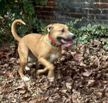 Prissy, a ADOPTABLE mixed breed in Chester, MD image 3/4