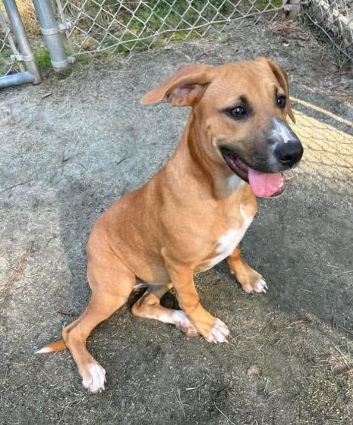 Prissy, ADOPTABLE, Young Female Labrador Retriever.