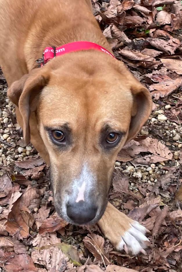 Prissy, a ADOPTABLE mixed breed in Chester, MD image 4/4