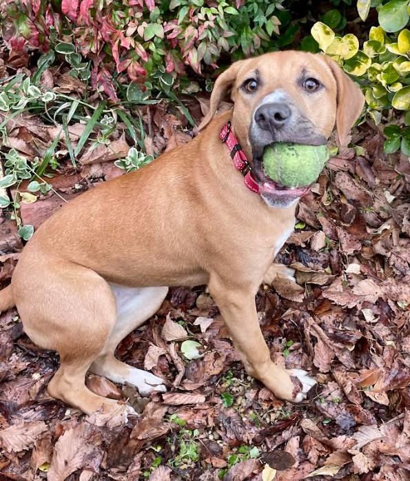 Prissy, a ADOPTABLE mixed breed in Chester, MD image 2/4