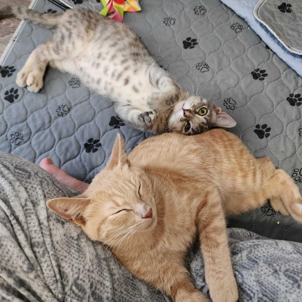 Manx for the Memories, Adoptable, Adult Male Manx.