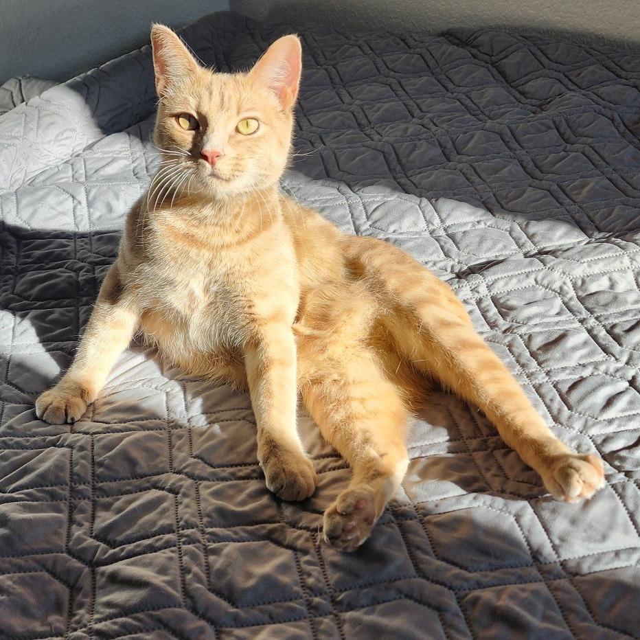 Manx for the Memories, Adoptable, Adult Male Manx.