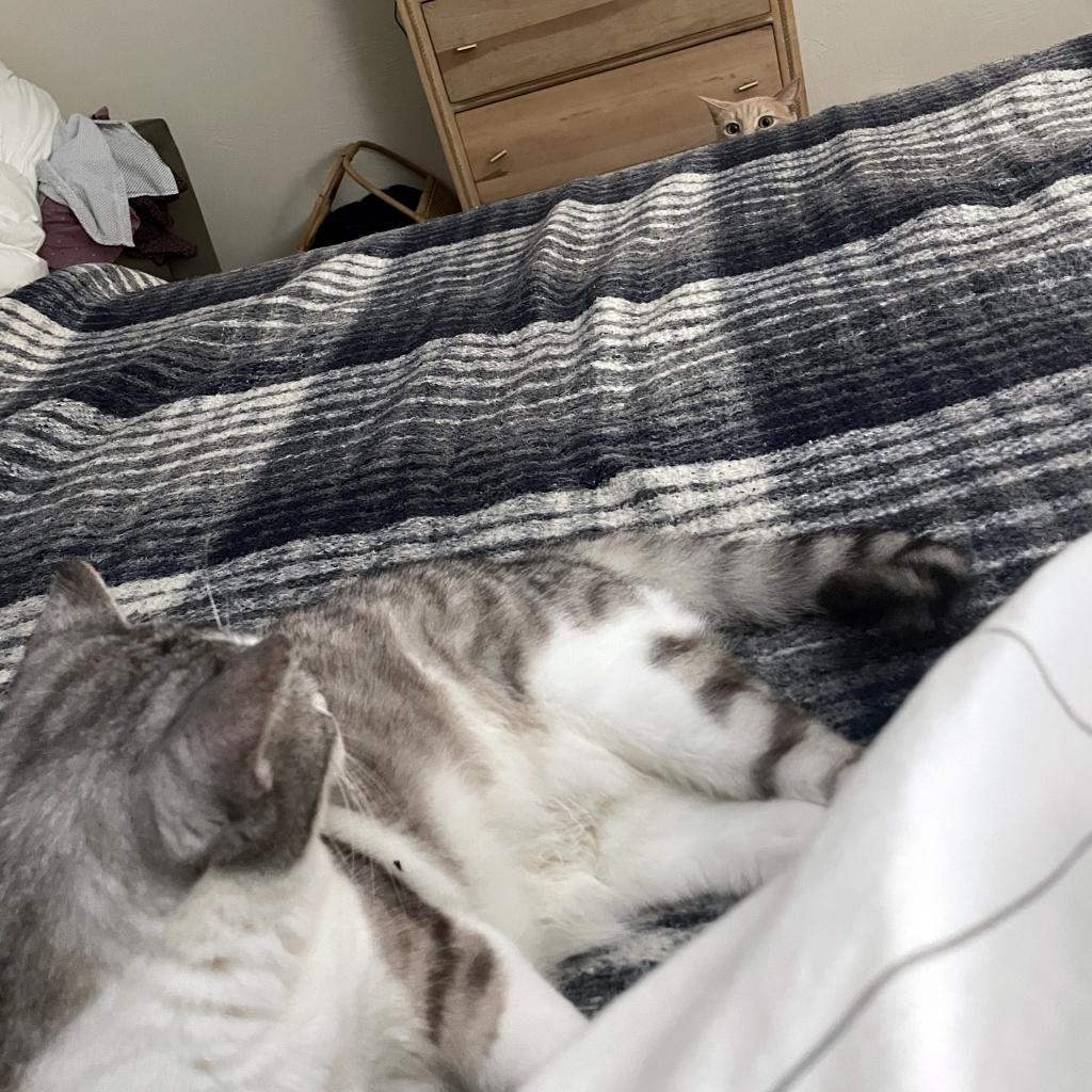 Enlarge Manx for the Memories, a Adoptable mixed breed in Austin, TX image 2/6