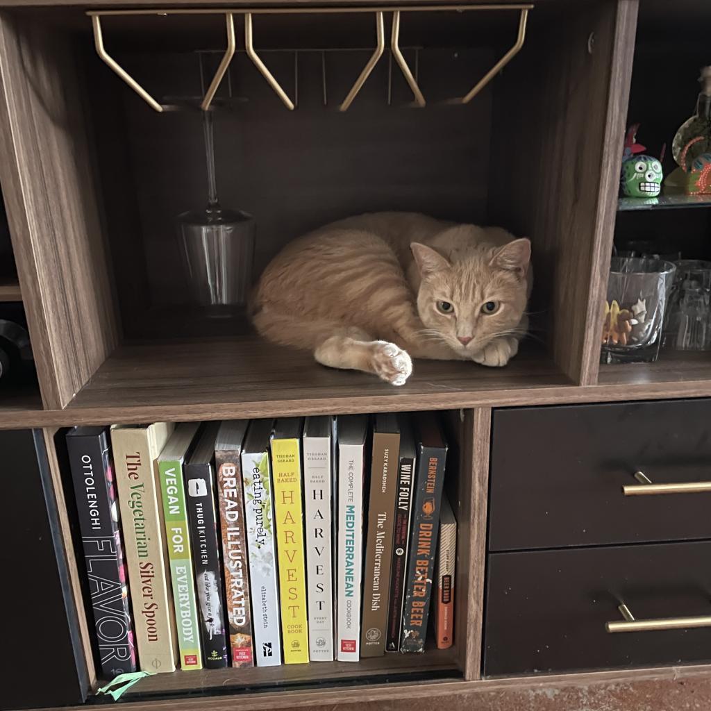 Enlarge Manx for the Memories, a Adoptable mixed breed in Austin, TX image 3/6