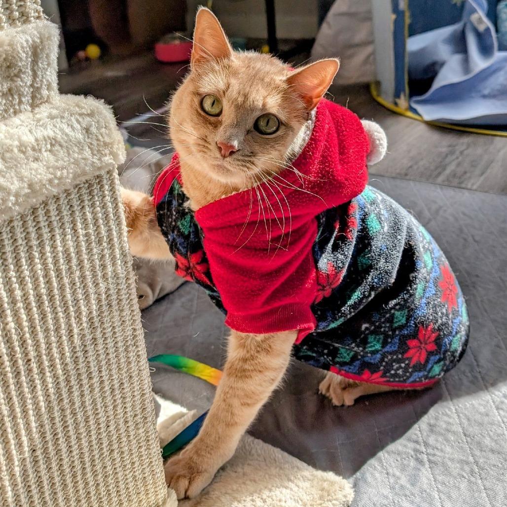 Enlarge Manx for the Memories, a Adoptable mixed breed in Austin, TX image 4/6