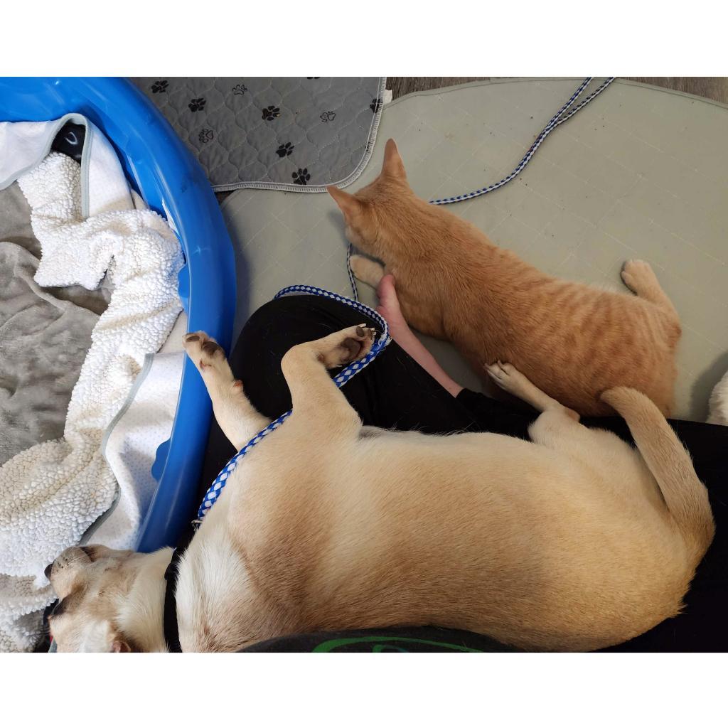 Enlarge Manx for the Memories, a Adoptable mixed breed in Austin, TX image 5/6