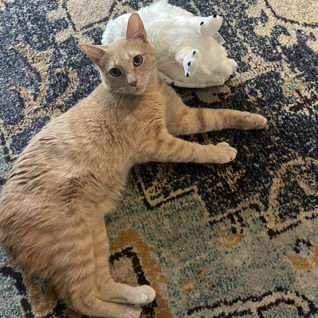 Enlarge Manx for the Memories, a Adoptable mixed breed in Austin, TX image 6/6