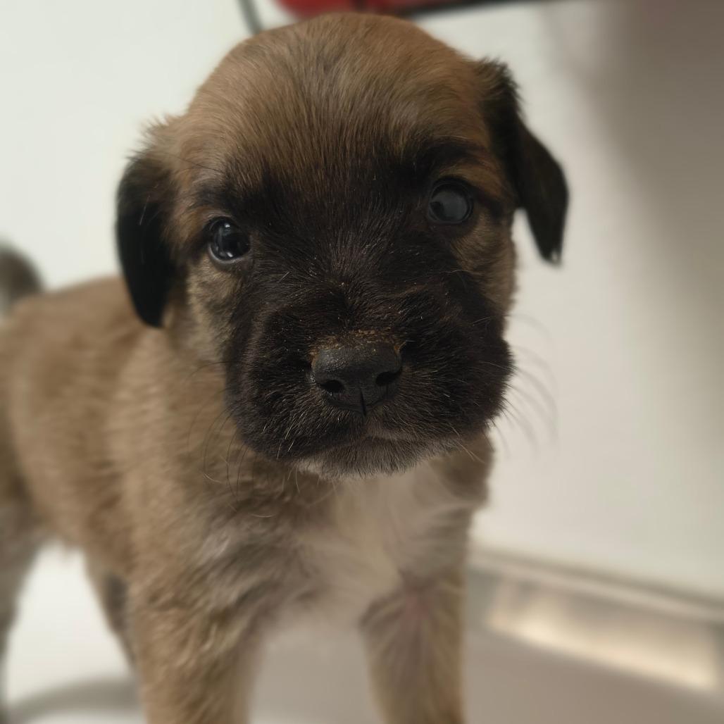 Enlarge Tiny Tim, a Adoptable mixed breed in Tulsa, OK image 2/3