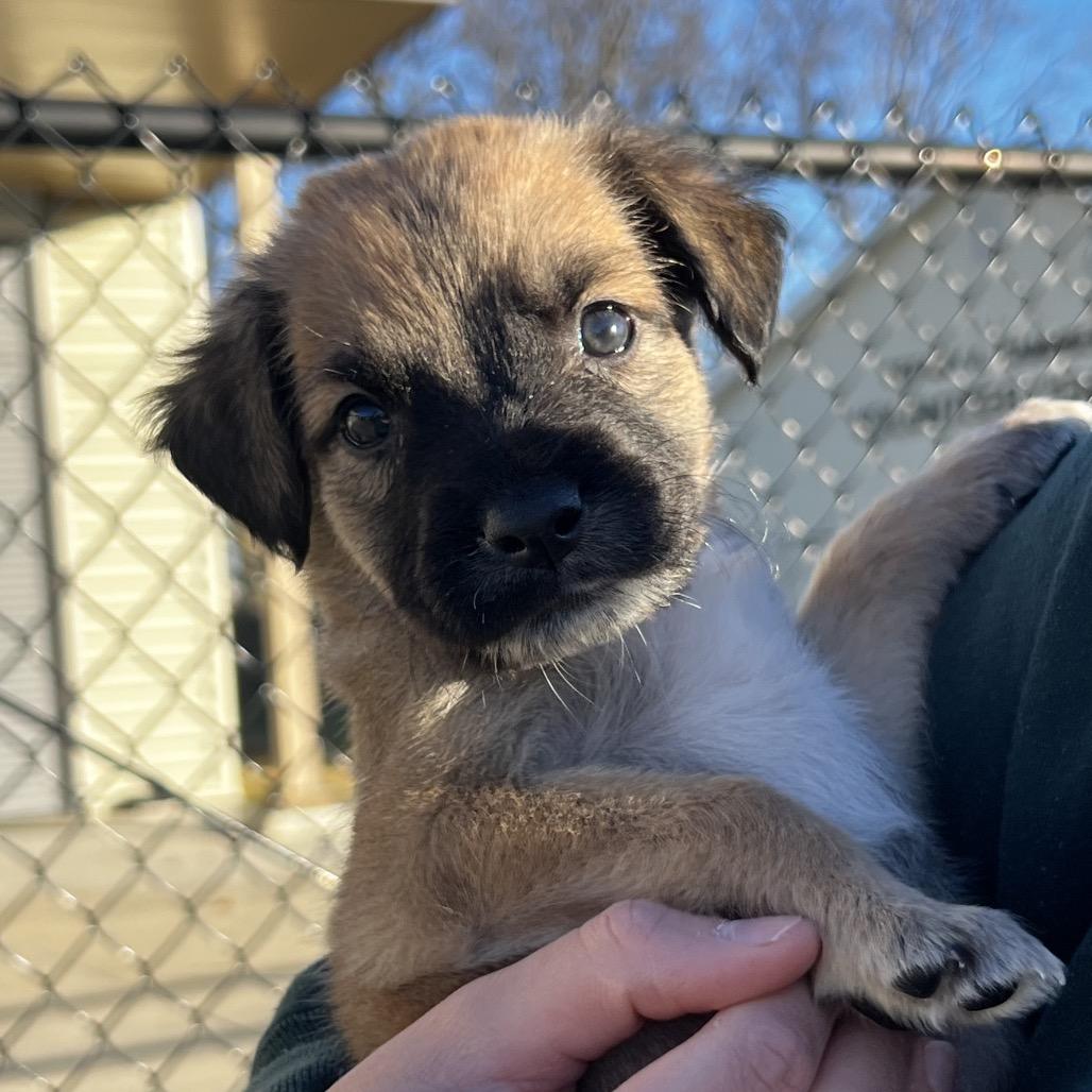 Enlarge Tiny Tim, a Adoptable mixed breed in Tulsa, OK image 3/3