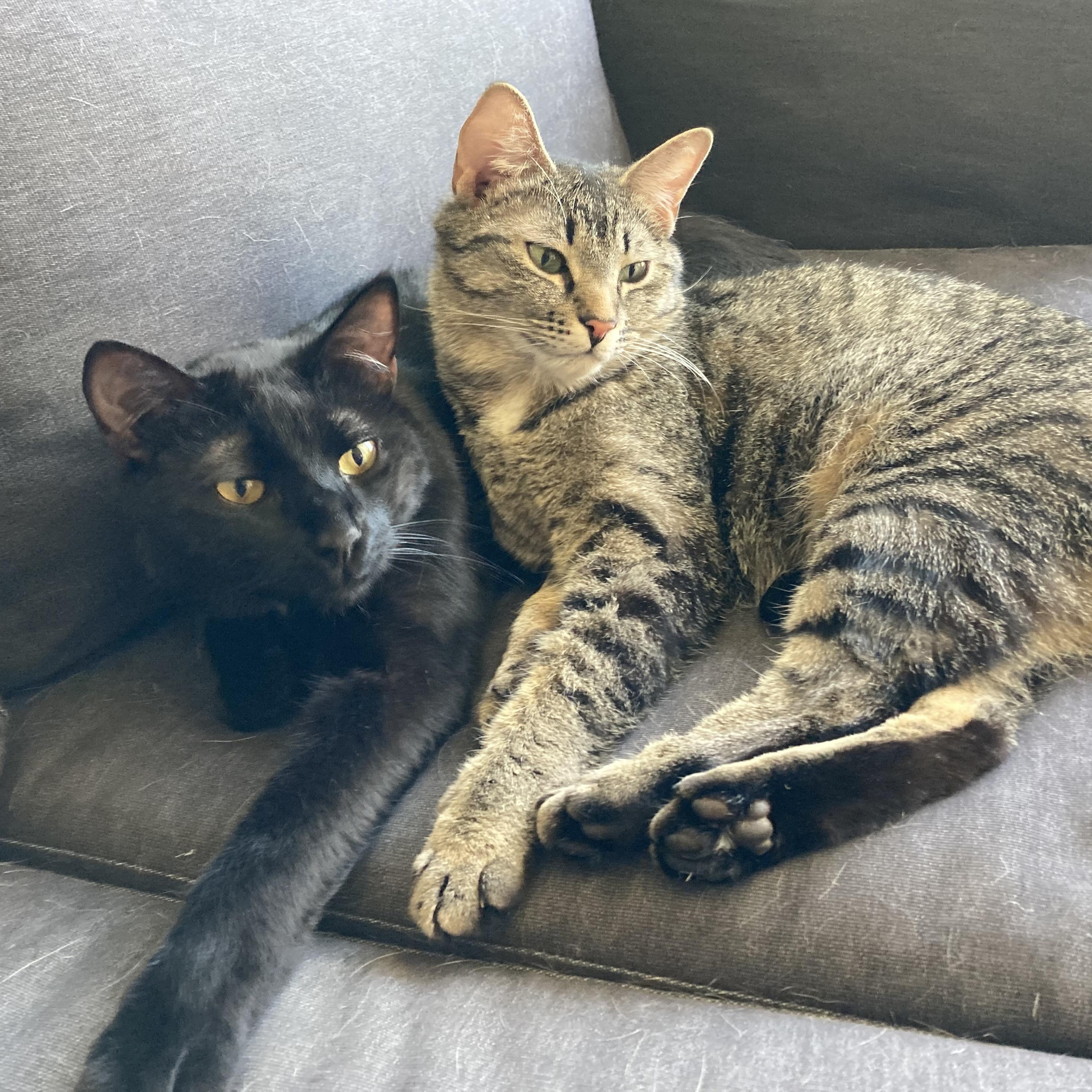 Saint, a Adopted Domestic Short Hair in Newport, OR image 2/2