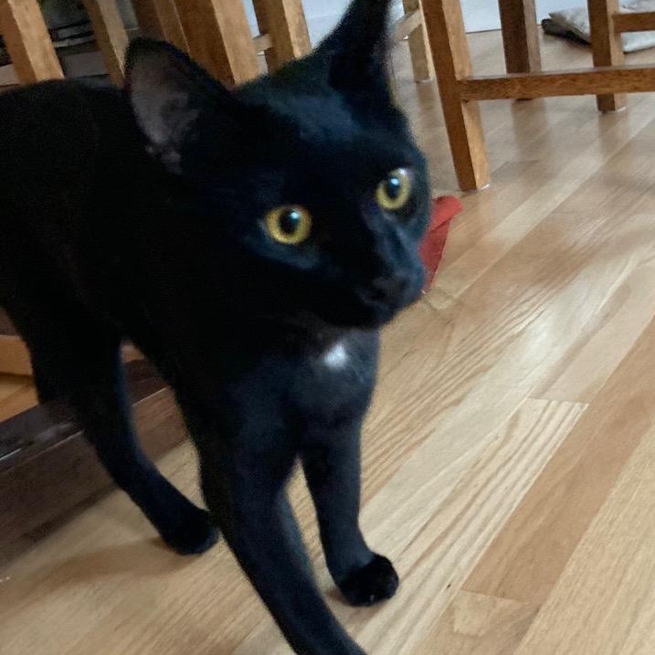 Saint, a Adopted Domestic Short Hair in Newport, OR image 1/2