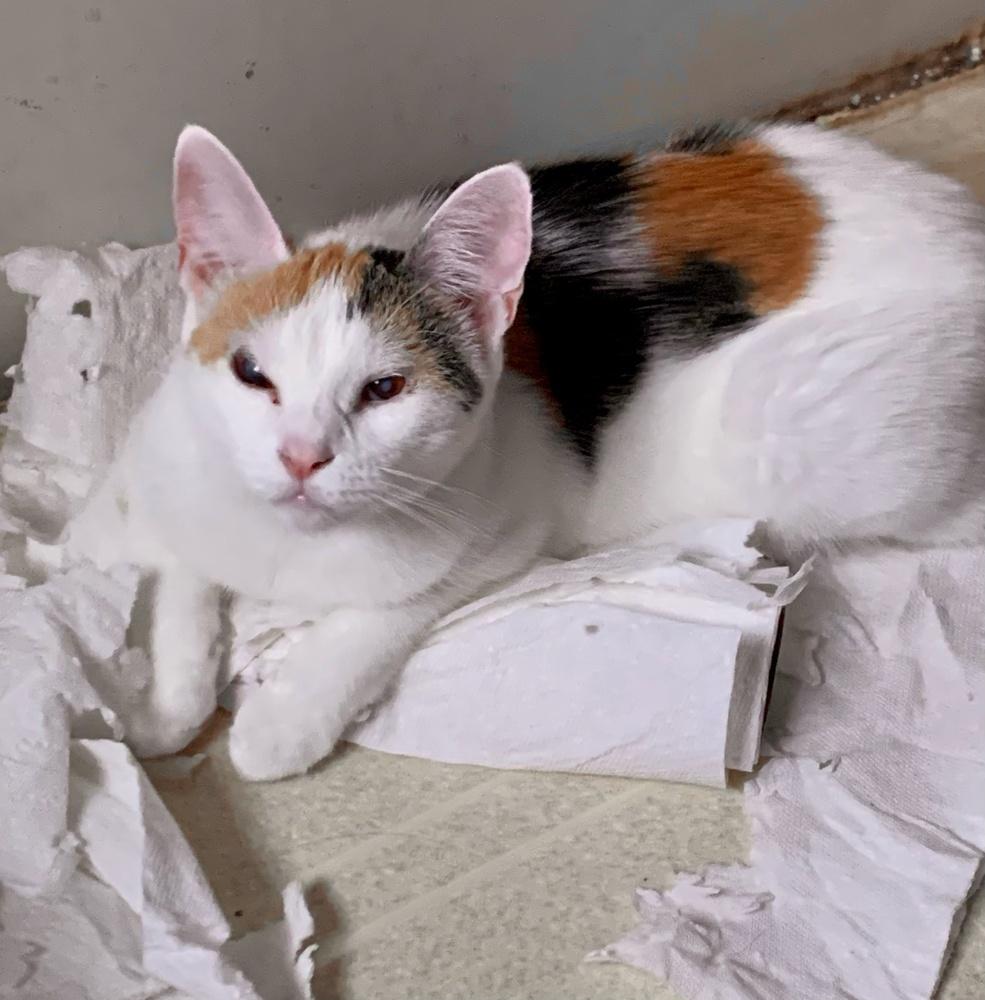 Polly Pocket, Adoptable, Adult Female Calico.