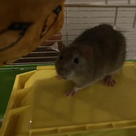 Enlarge Kinison, a Adoptable Rat in Scottsdale, AZ image 1/3