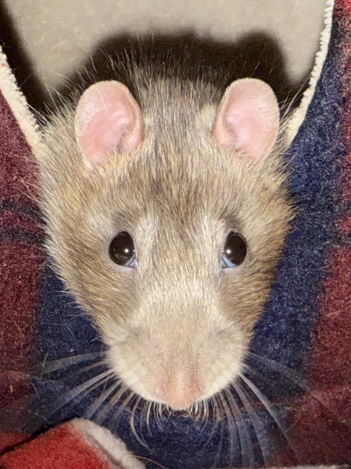 Pets for adoption from Any Rat Rescue | Petfinder