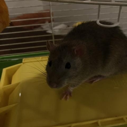 Enlarge Kinison, a Adoptable Rat in Scottsdale, AZ image 2/3